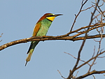 ���������� ����� (Merops apiaster) ������