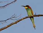 ���������� ����� (Merops apiaster) ������