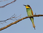���������� ����� (Merops apiaster) ������
