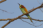 ���������� ����� (Merops apiaster) ������