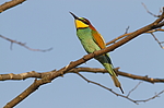 ���������� ����� (Merops apiaster) ������