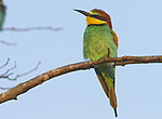 ���������� ����� (Merops apiaster) ������