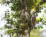 ������������ ������ (Certhia brachydactyla) ������