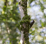 ������������ ������ (Certhia brachydactyla) ������