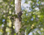 ������������ ������ (Certhia brachydactyla) ������