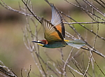 ���������� ����� (Merops apiaster) ������
