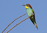 ���������� ����� (Merops apiaster) ������
