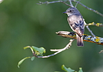 ����� ��������� (Muscicapa striata) ������