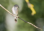 ����� ��������� (Muscicapa striata) ������