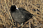 ������ (Fulica atra)