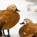 ����� (Tadorna ferruginea) �����, ���������� �� �����
