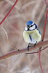 ������������ ��������� (Cyanistes caeruleus) �� ������