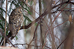 ������� ���� (Asio otus) �� ������
