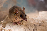 ������� ������� (Monodelphis domestica)