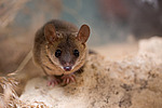 ������� ������� (Monodelphis domestica)