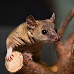 ������� ������� (Monodelphis domestica)