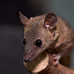 ������� ������� (Monodelphis domestica)