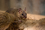 ������� ������� (Monodelphis domestica)