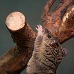 ������� ������� (Monodelphis domestica)