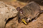 ������� ������� (Monodelphis domestica)