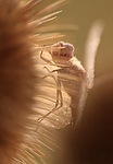 �������� (Sympetrum fonsclolombii) ������������, ������������� ����