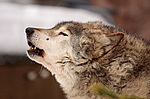 ����� ���� (Canis lupus) ���������� �������