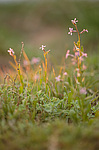 ��������� ������ (Chorispora tenella) ����� �����, ������������� �������