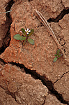 ����������� ��������������� (Strigosella stenopetala) ����� �����, ������������� �������