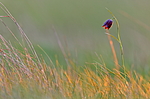 ������ ������������� (Fritillaria meleagroides) ��������, ������