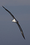 ����������� ��������� (Thalassarche melanophris)