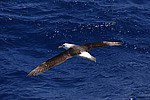 ����������� ��������� (Thalassarche melanophris)