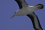 ����������� ��������� (Thalassarche melanophris)