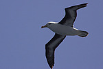 ����������� ��������� (Thalassarche melanophris)