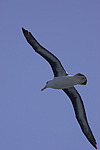 ����������� ��������� (Thalassarche melanophris)