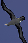 ����������� ��������� (Thalassarche melanophris)
