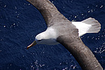 ����������� ��������� (Thalassarche melanophris)