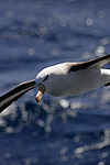 ����������� ��������� (Thalassarche melanophris)