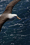 ����������� ��������� (Thalassarche melanophris)