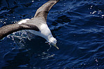 ����������� ��������� (Thalassarche melanophris)