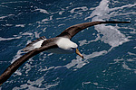 ����������� ��������� (Thalassarche melanophris)