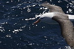 ����������� ��������� (Thalassarche melanophris)