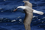 ����������� ��������� (Thalassarche melanophris)