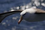 ����������� ��������� (Thalassarche melanophris)