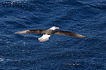 ����������� ��������� (Thalassarche melanophris)