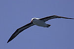����������� ��������� (Thalassarche melanophris)