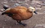 ����� (Tadorna ferruginea)